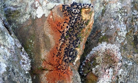 Rock-encrusting lichen, Lecidea lithophila.