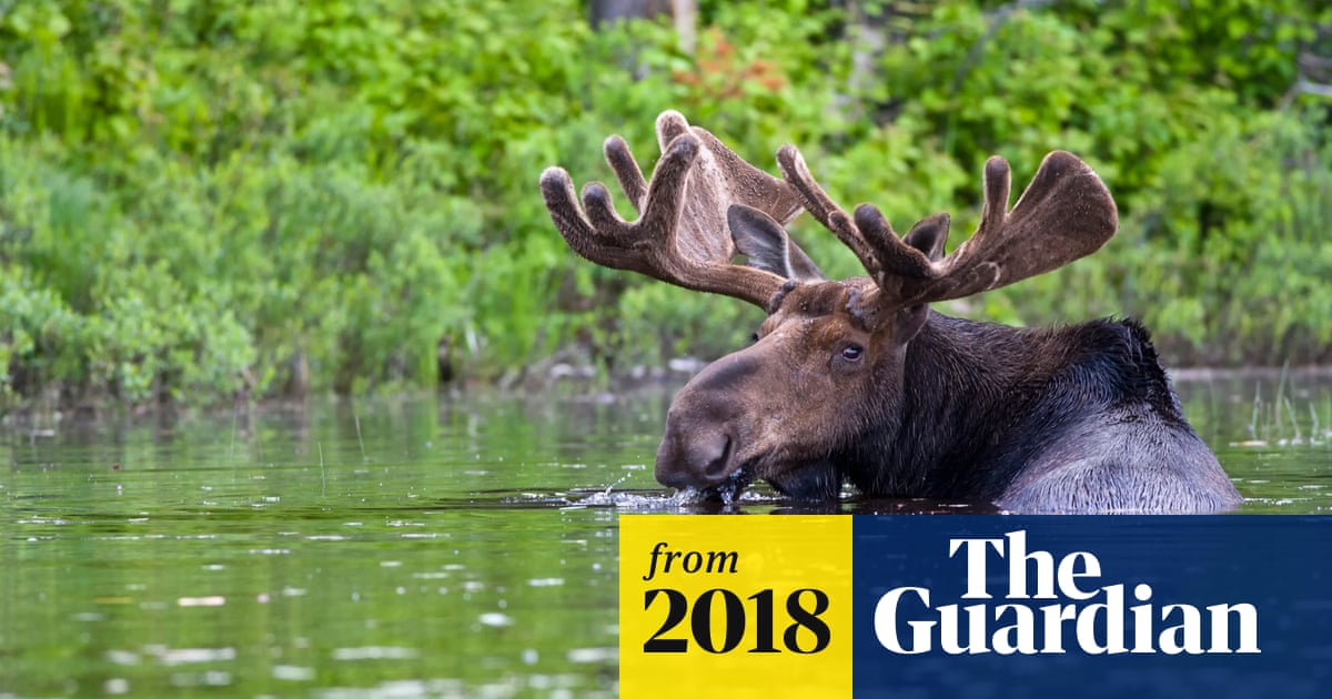 Moose That Swam To Vermont Drowns After Crowd Gathers For Photos Animals The Guardian Moose That Swam To Vermont Drowns After Crowd Gathers For Photos Animals The Guardian
