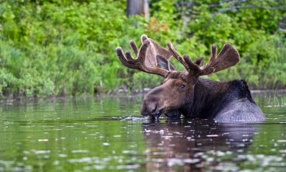 A bull moose, seen in Canada.