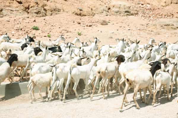 A herd of goats in Bodaale, Somaliland