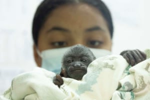 Um jovem órfão bugio é segurado em um cobertor por um socorrista