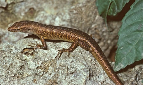 The Christmas Island forest skink is the first reptile known to have gone extinct in Australia since European colonisation.