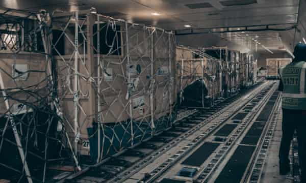 The sedated rhinos are loaded into the hold for the flight from South Africa.