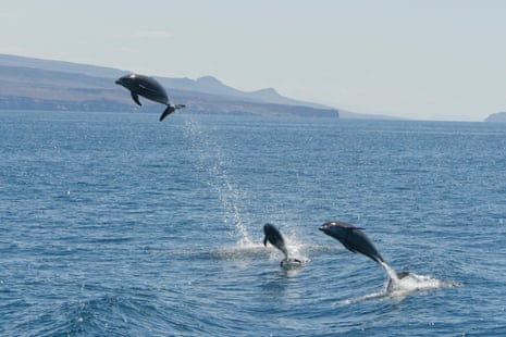 Three bottlenose dolphins jump out of the sea