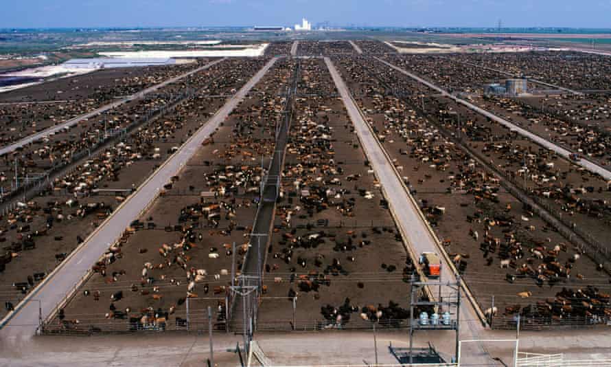 A large beef feedlot near Lubbock, Texas.