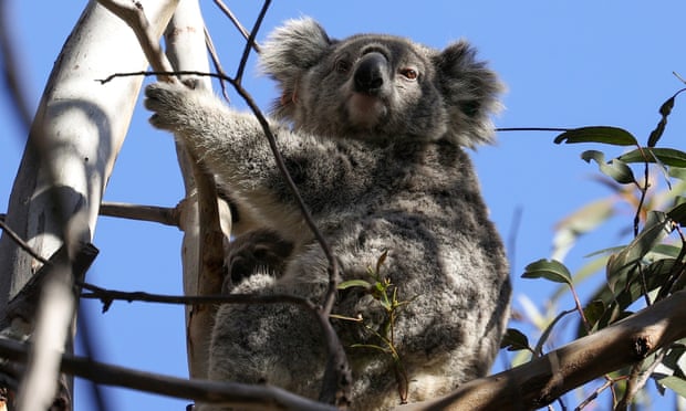 NSW koala