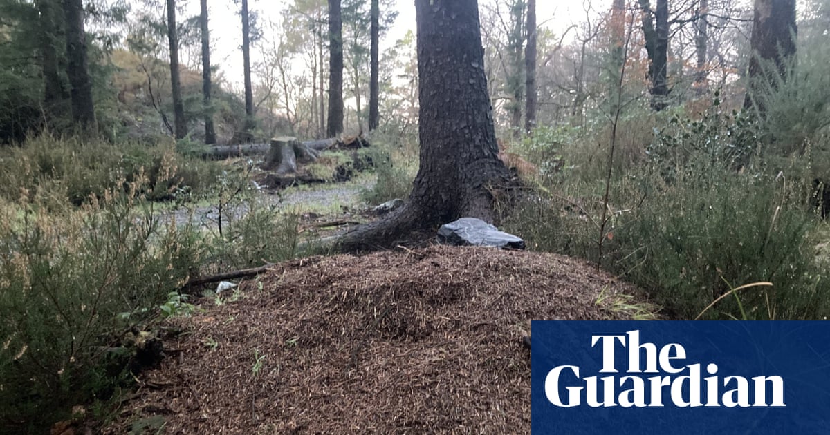 Young country diary: A winter surprise – wood ants busy on their nest | Meg