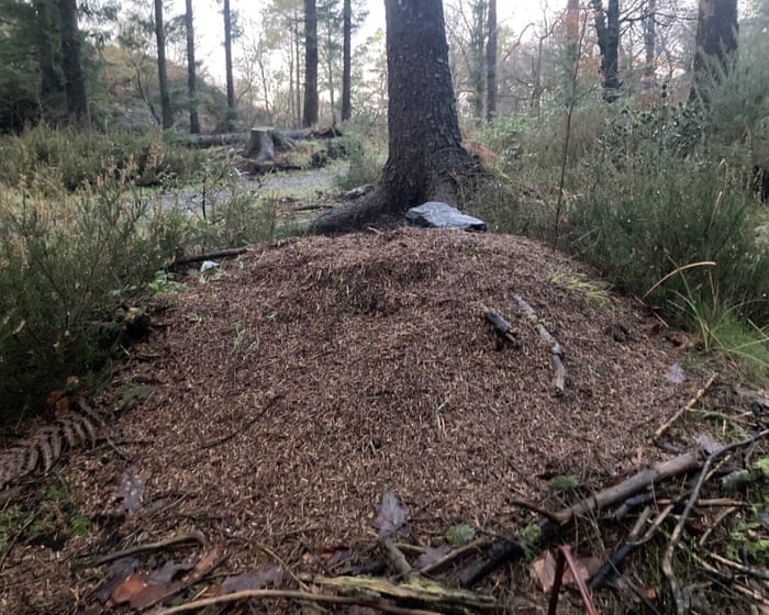 Young country diary: A winter surprise – wood ants busy on their nest | Meg