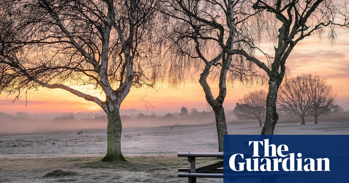 Plantwatch: how in winter, bark can act like leaves for trees