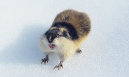 The nature of the Norwegian lemming: 'bloodthirsty, hairy