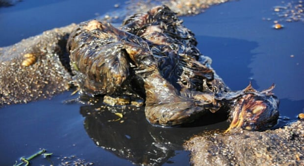 Lakes of oil pose a grim threat to wildlife.