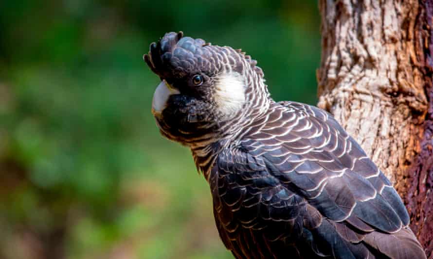 Close-up of a young black Baudin's white-tailed cockatoo perched on a thick branch.
