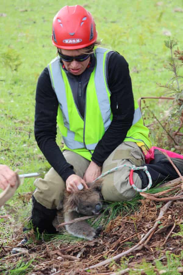 Cape Otway catch team secures another koala for health checks.