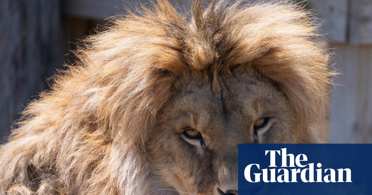 Lion saved as cub from Ukraine war and brought to US battles rare fungal disease
