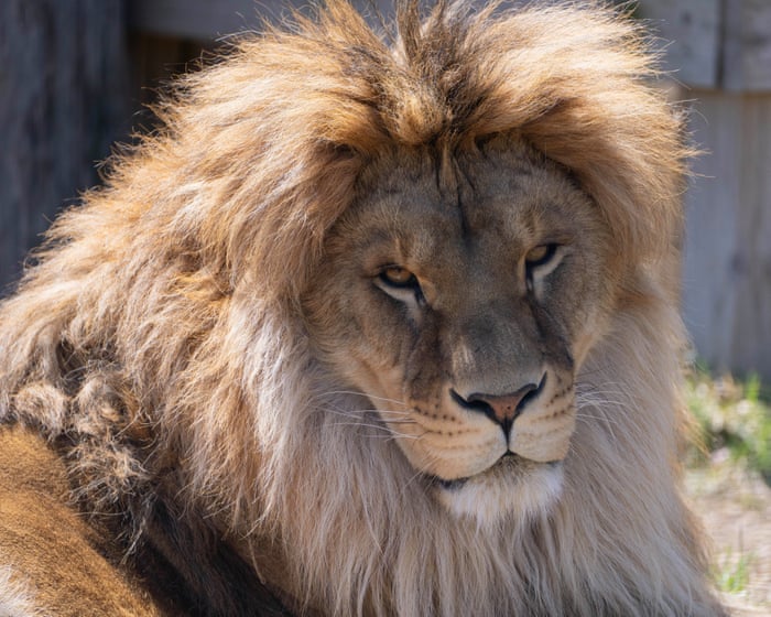 Lion saved as cub from Ukraine war and brought to US battles rare fungal disease — image supplied by The Guardian World's feed