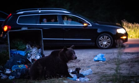 Locals gather to watch scavenging bears