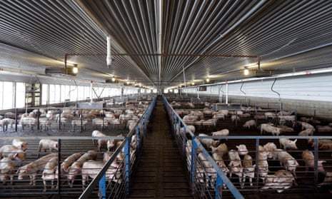 It smells like a decomposing body': North Carolina's polluting pig farms, Environment