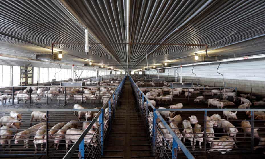 Young hogs at Everette Murphrey Farm in Farmville, North Carolina. Waste from the industry has had a long documented impact on the health of nearby communities.