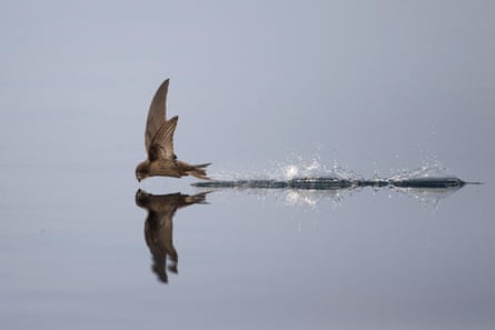 A common swift flying over water