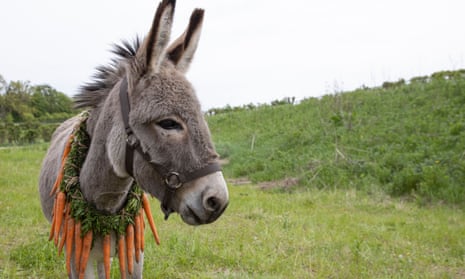 Donkey with a necklace of carrots, in EO.