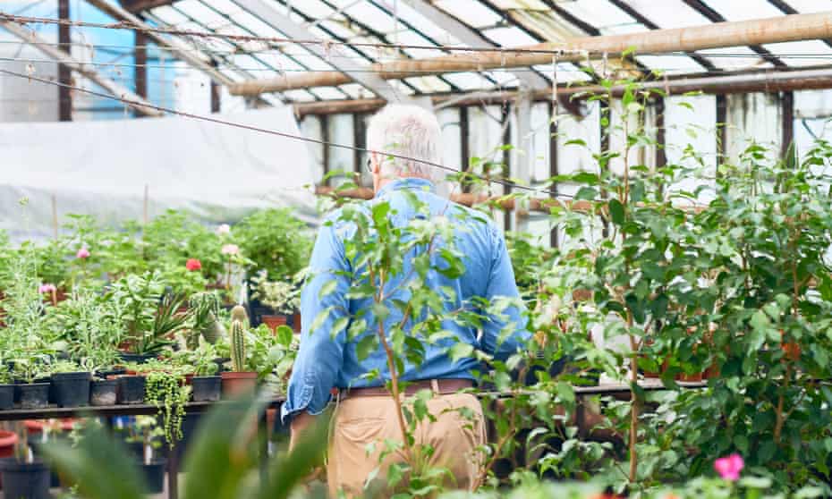 Rear view of senior man working with plants in hothouse