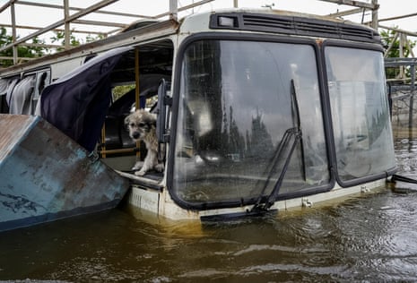 A dog is seen in a flooded bus before being rescued by volunteers.