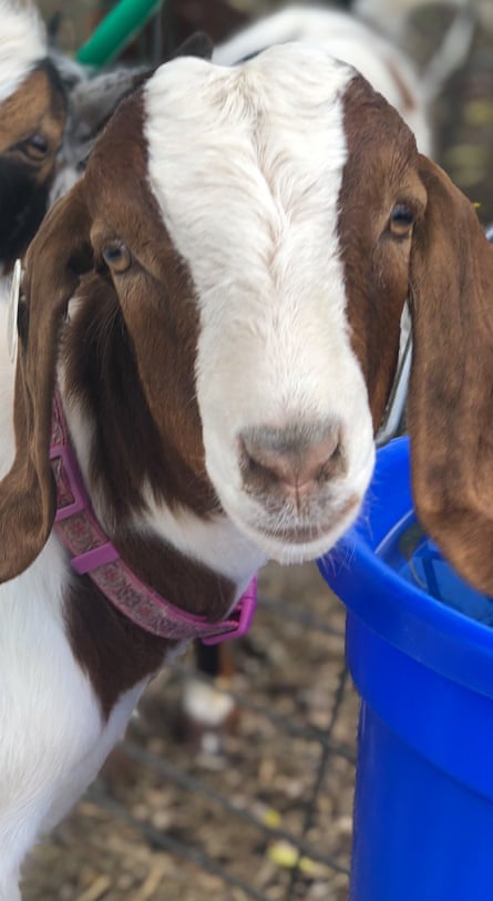Close up portrait of a lop-eared goat.