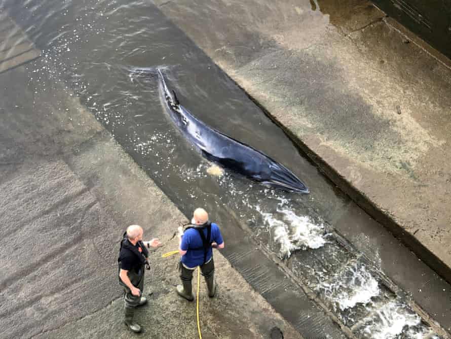 The whale stranded in the lock
