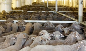 Sheep destined for the Middle East loaded in pens onboard the Al Messilah livestock vessel at the Fremantle wharf in February 2019.