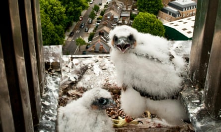 Peregrine falcon chicks in a nest atop a London tower block.