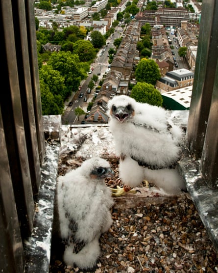 Peregrine falcon chicks at nesting in London.