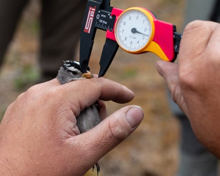 A scientist holding a small bird and measuring the length of its beak with a calliper A scientist holding a small bird and measuring the length of its beak with a calliper