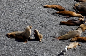 Leões marinhos descansam em Punta Loma, na província patagônica de Chubut, Argentina