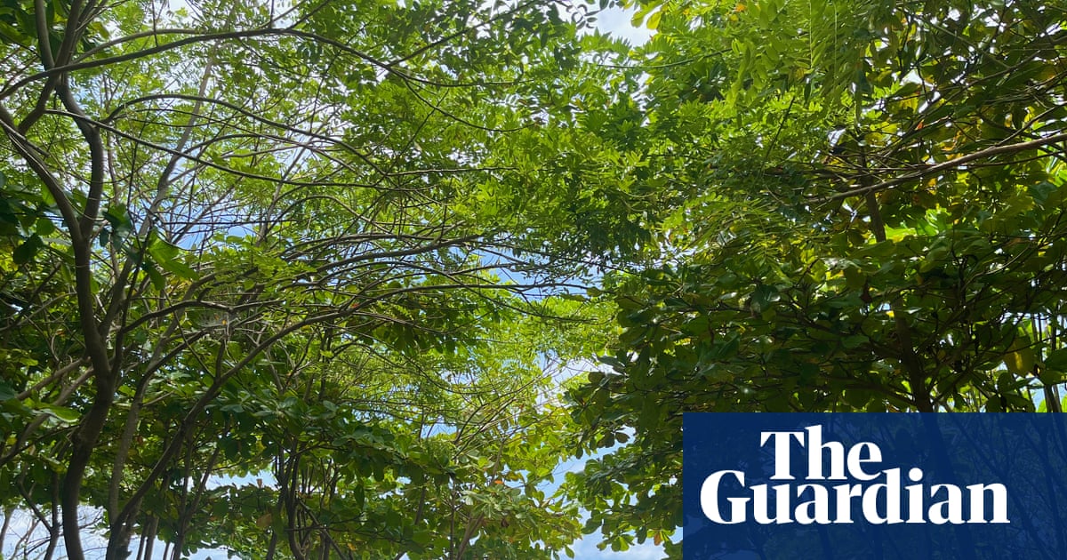 From barren shores to green oases: how a surfer looking for shade ended up transforming Costa Rica's coastline