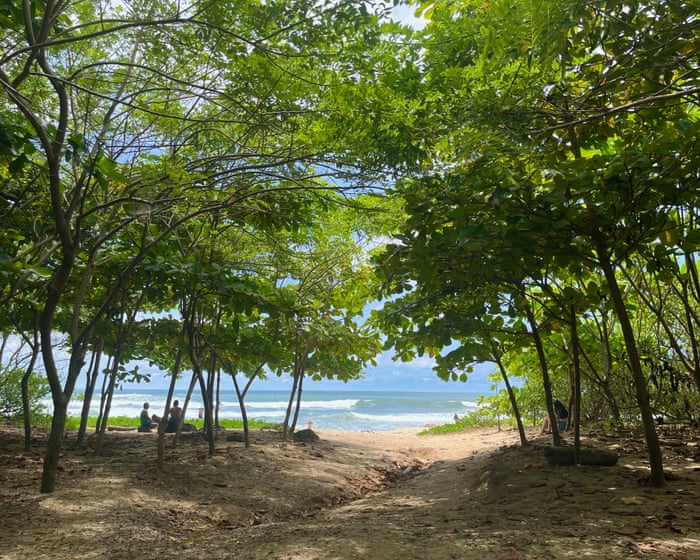 From barren shores to green oases: how a surfer looking for shade ended up transforming Costa Rica’s coastline