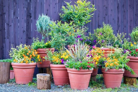 A ollection of colorful flowers and ornamental plants in pots