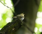 Wood Warblers Return to Derbyshire After 50-Year Absence