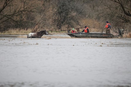 Firefighters rescuing a horse