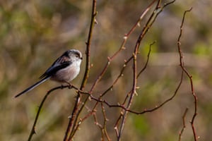 A long-tailed tit