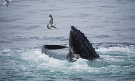 Marine scientists says whales are generally not interested in bothering humans, but it’s wise to steer clear.