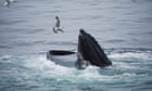 ‘My God, I’m in a whale’s mouth’: lobster diver on brush with hungry humpback thumbnail