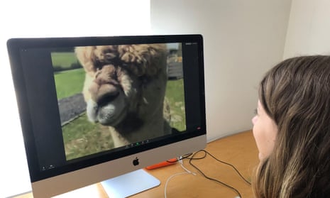 Woman watches alpaca on screen