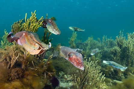 Giant cuttlefish under water