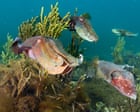 Whyalla wipeout fears: cuttlefish usually gather in their thousands, but few have appeared since a massive algal bloom