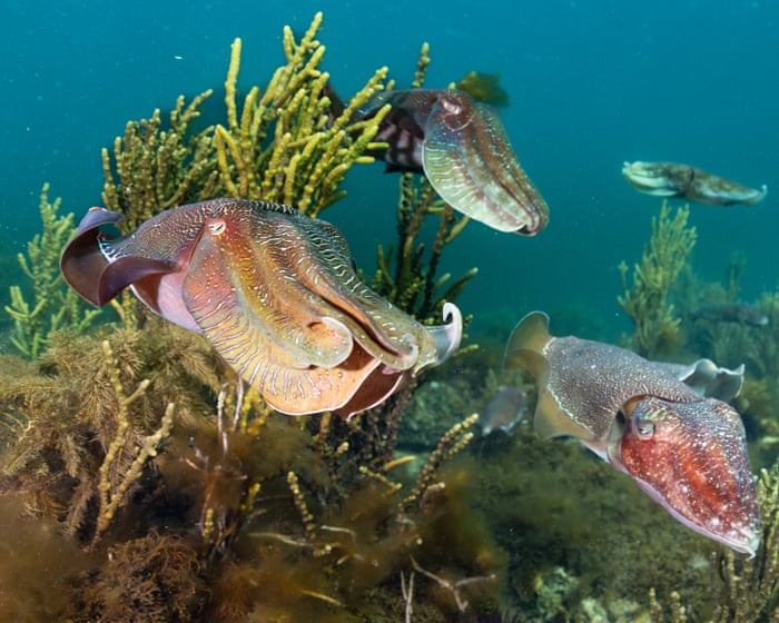 Whyalla wipeout fears: cuttlefish usually gather in their thousands, but few have appeared since a massive algal bloom