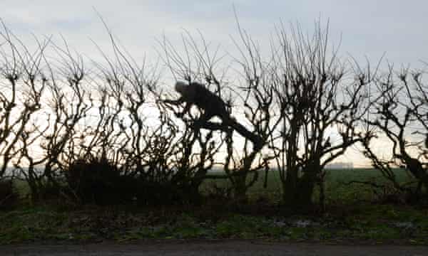 Branching out: why artist Andy Goldsworthy is leaving his comfort zone | Art  and design | The Guardian