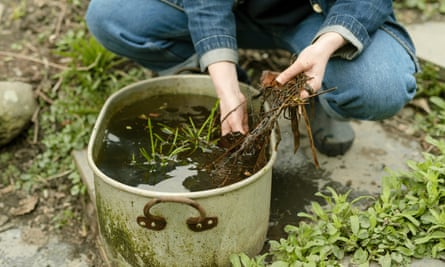If you don’t have a pond, consider making one from a container, or even a bucket