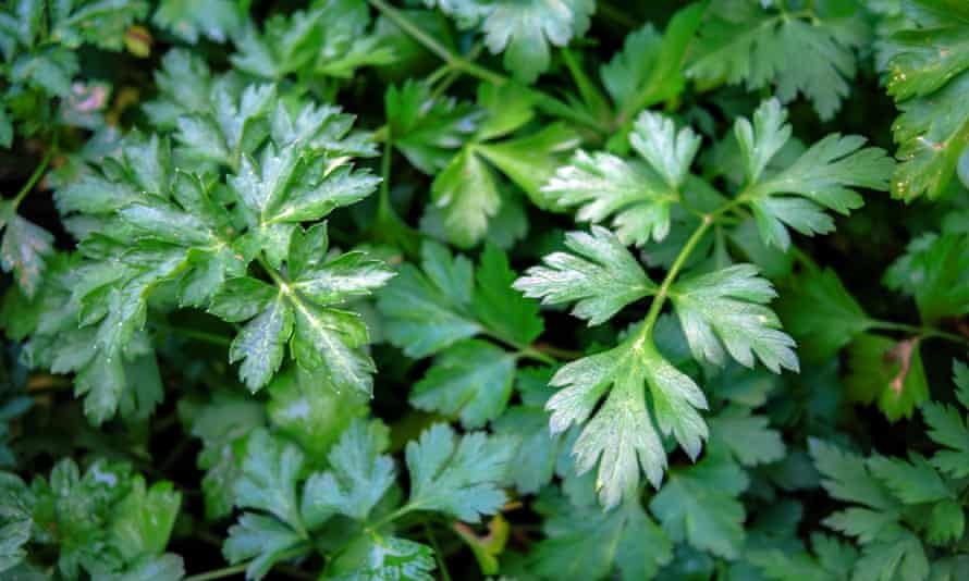 Flat-leaf parsley