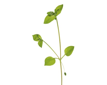 Blooming chickenwort or chickweed (Stellaria media).