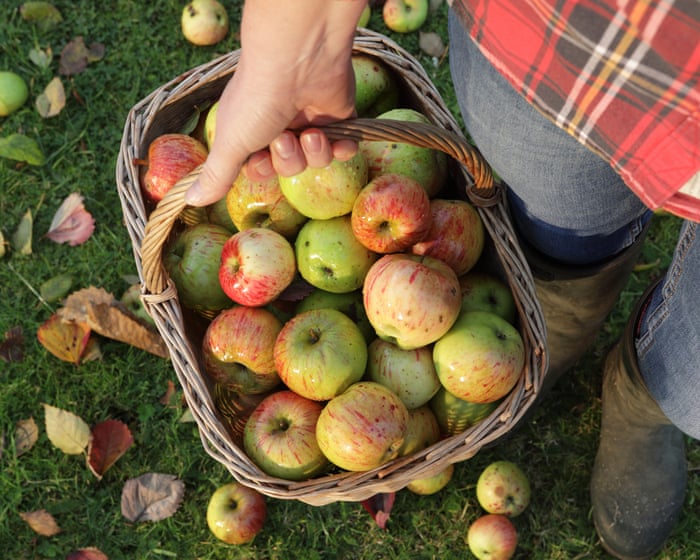 My mum died this year. And the glut of apples from her tree has brought with it a new kind of grief | Zoe Williams